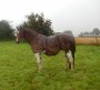 Horse in the rain Horse in the rain