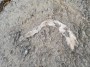 Fossilized fish Fossilized fish