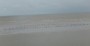 Wading birds on the shore Wading birds on the shore