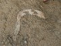 fossilized fish fossilized fish