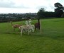 Cute Alpacas Cute Alpacas