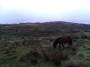 Just like Dartmoor! Just like Dartmoor!