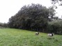 Jacobs sheep near the end Jacobs sheep near the end