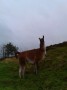 Mean looking llama Mean looking llama