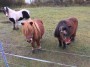 Horsey observers Horsey observers