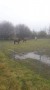  Wet field for these ponies
