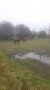 Wet field for these ponies Wet field for these ponies