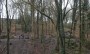 In Borsdane Wood In Borsdane Wood