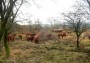  Cattle in a sheltered spot