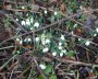  The first snowdrops of the year, lovely.