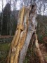 &nbsp;Carved tree