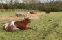 &nbsp;Cattle in Heaton Park