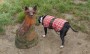 Maude finds a fox Maude finds a fox