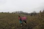 Hello say the horses Hello say the horses