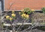 Lovely crocus in bloom Lovely crocus in bloom
