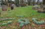 &nbsp;Glorious snowdrops in the graveyard