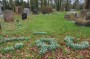 Glorious snowdrops in the graveyard Glorious snowdrops in the graveyard