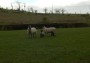 &nbsp;Plenty of lambs about