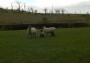 Plenty of lambs about Plenty of lambs about