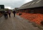 We wondered about making 2XX's soup with these carrots We wondered about making 2XX's soup with these carrots