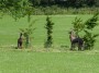 Deer oh deer Deer oh deer