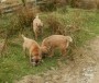 Spot Poppy Spot Poppy