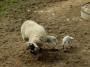 Mum with lambs Mum with lambs