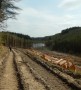 Lots of trees felled Lots of trees felled