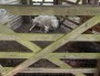 Very new lamb, the afterbirth is still there Very new lamb, the afterbirth is still there