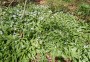 Garlic - wonderful smell Garlic - wonderful smell