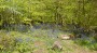 Bluebells at Haigh Bluebells at Haigh
