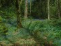 More bluebells More bluebells
