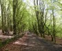 Back into Roddlesworth woods Back into Roddlesworth woods