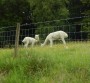 Shorn alpacas Shorn alpacas