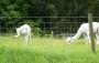 Alpacas again Alpacas again
