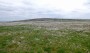  The cotton grass was spectacular
