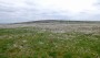 The cotton grass was spectacular The cotton grass was spectacular