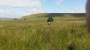 Through the grass Through the grass