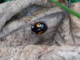 Ladybird on leaf Ladybird on leaf