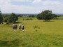 Through the fields Through the fields