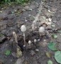 Fairy ring? Fairy ring?