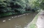 The cat stayed with us for a while, past these geese. The cat stayed with us for a while, past these geese.