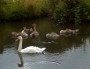 Mum and babies Mum and babies