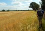Golden crops Golden crops