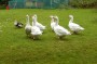 &nbsp;Great guard ducks