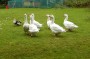 Great guard ducks Great guard ducks