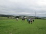 Horses in this field Horses in this field