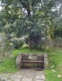 Millenium Bench and tree Millenium Bench and tree