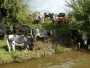  One of these cows fell in, but got out luckily!