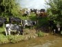 One of these cows fell in, but got out luckily! One of these cows fell in, but got out luckily!